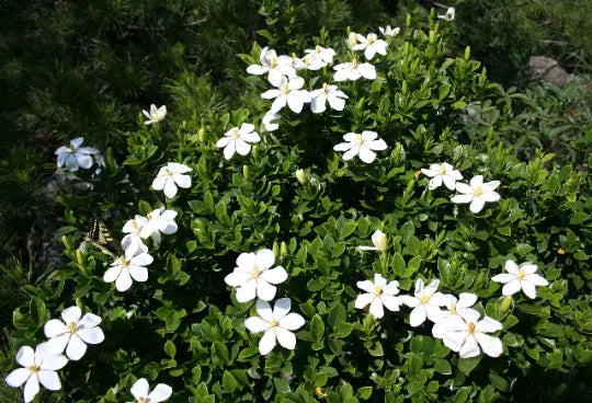 300 Gardenia jasminoides Seeds - Cape Jasmine - Common Gardenia