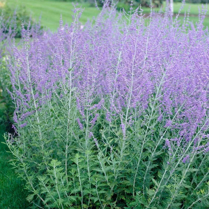 3 LIVE PLANTS PEROVSKIA ATRIPLICIFOLIA RUSSIAN SAGE