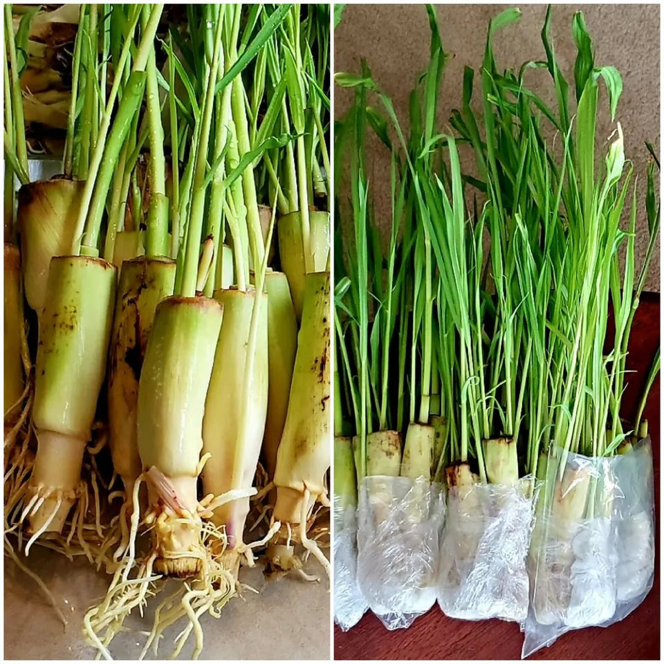 5 Lemongrass LIVE ROOTED STALKS CITRONELLA