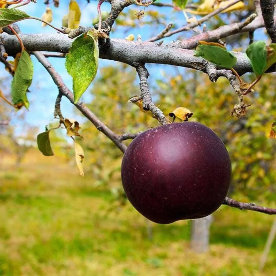 1pc 2-3 ft Arkansas BLACK apple tree Sweet custard Black apples Plant