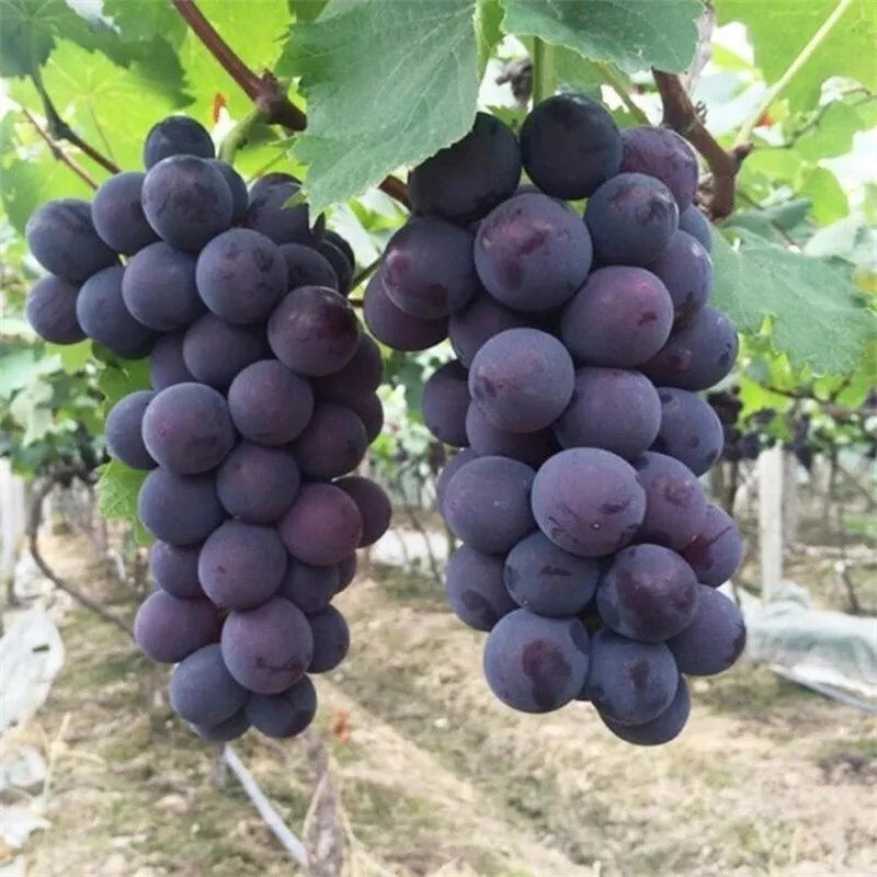 Japanese Kyoho Grape Vine