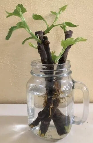 2 Unrooted Cuttings Chicago Hardy Fig - PLUS WILLOW WATER FOR ROOTING