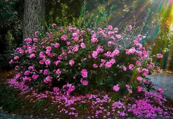 3pc Extra Large 3 Gallon Plants Camellia Sasanqua Sparkling Burgundy