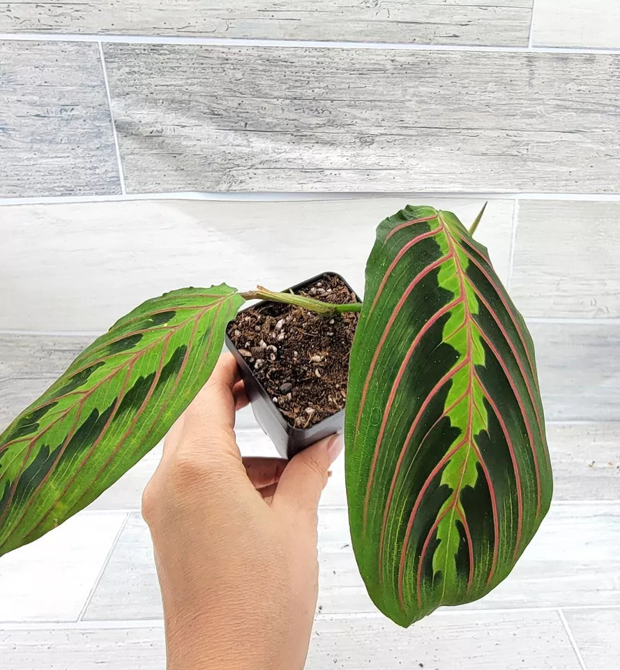 Maranta hot pink Leuconeura 'Marisela' (Prayer Plant) RED houseplant in 3" Pot