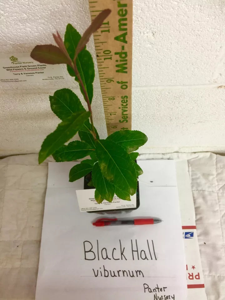 1pc Black Haw Viburnum Viburnum prunifolium Live Plant