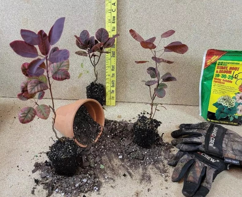 1 Starter Plant (5L) Royal Purple Smokebush Tree (Cotinus coggygria) live plant