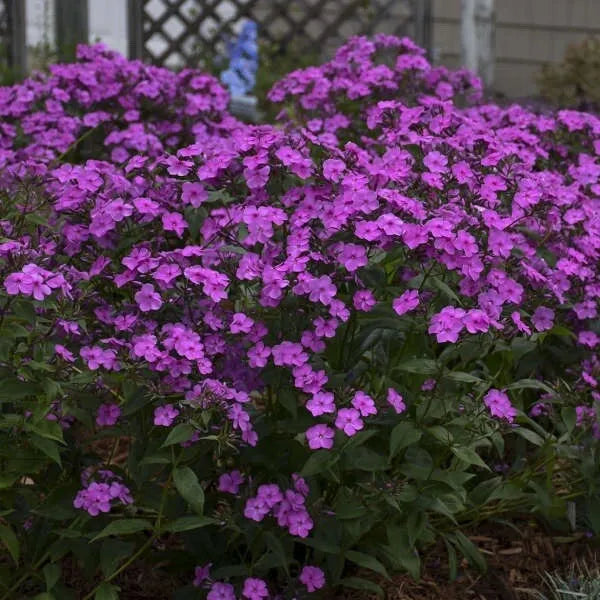 ONE Live Plant Tall Cushion Phlox Cloudburst