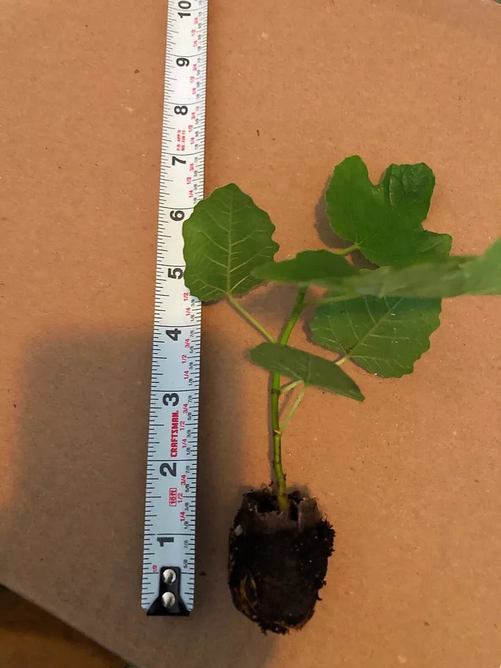 Combo Pack Cold Weather Fig Tree
