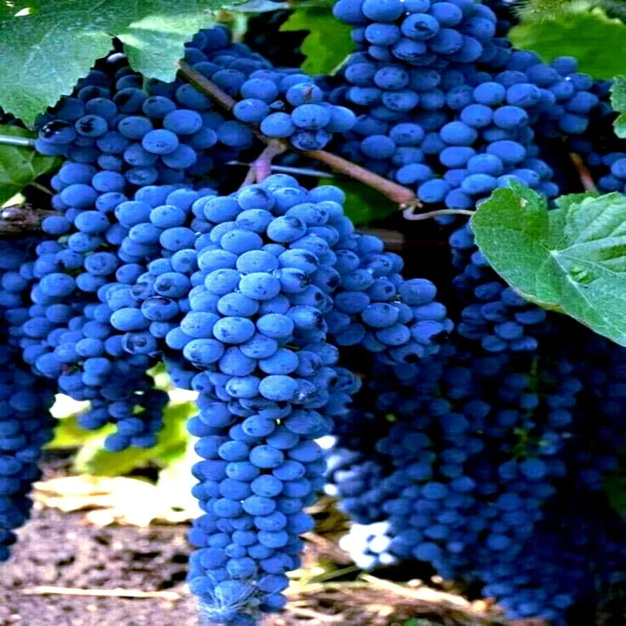 20 WINE GRAPE SEEDS (Vitis vinifera) Vine Tree Fast Hardy