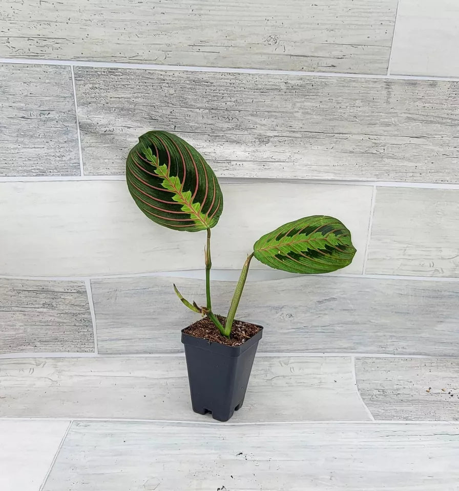 Maranta hot pink Leuconeura 'Marisela' (Prayer Plant) RED houseplant in 3" Pot