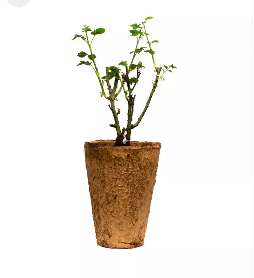 Earth Angel Parfuma Rose Plant 1.5 Gal Potted Very Fragrant Blush Pink Own Root