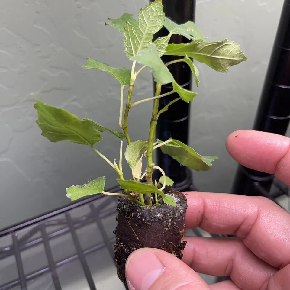 1 Live Plant "Beers Black” COLD HARDY Fig Tree