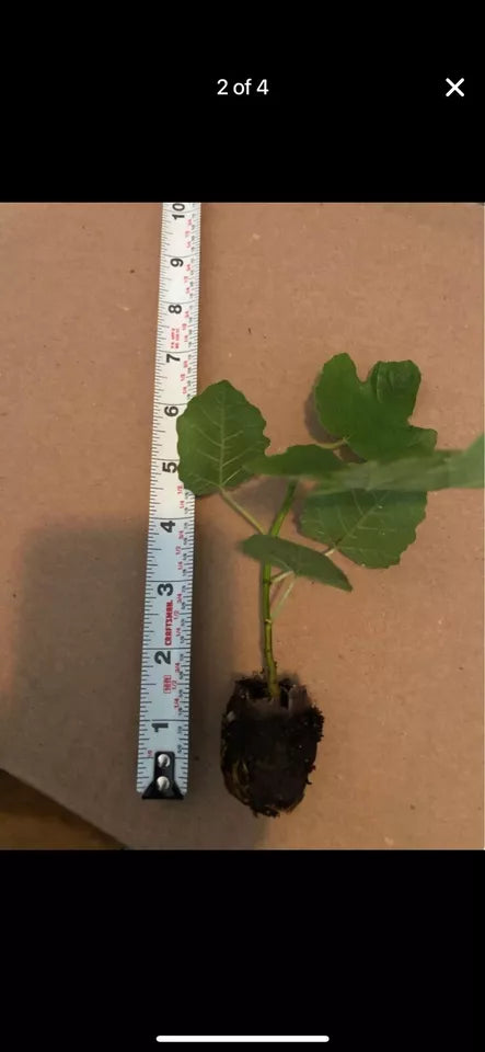 Fig Tree Rooted Well "White Marseille" COLD HARDY
