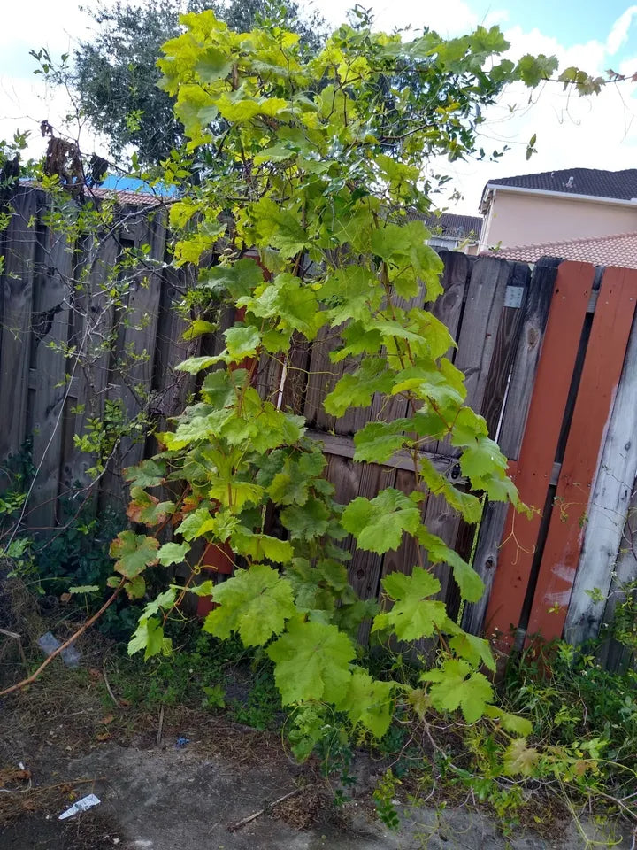10 Crimson Fresh Vine Unrooted Cuttings Large Red Seedless Table Grape