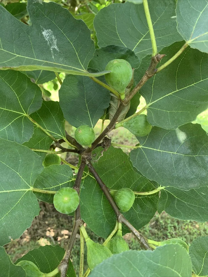 5 FIG TREE 8 in CUTTINGS FRESH From Fruiting Tree