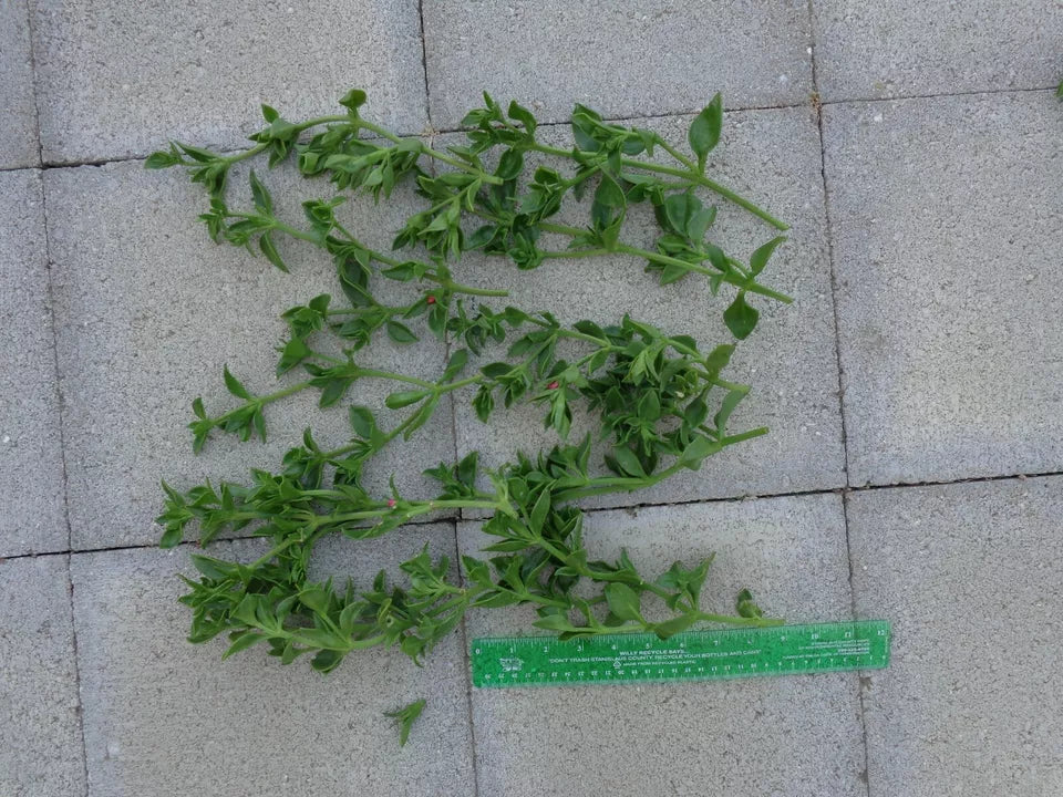 10 Beautiful APTENIA Cordifolia BABY SUNROSE Red/ Pink