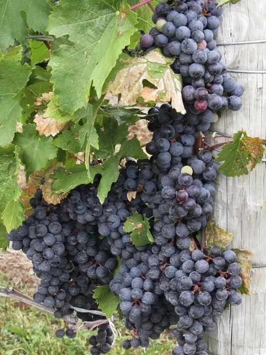 2 Glenora Seedless Live Grape Vine Plants 1-2 yr Old