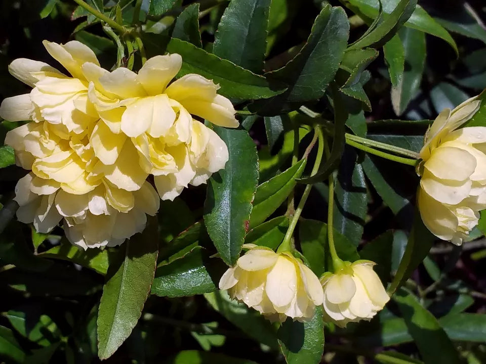 LADY BANKS Old Garden Own Root Heirloom Climbing Rose Bush Plant Yellow Flower