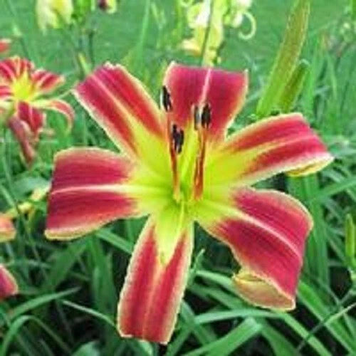 Daylily Live Plant - Candy Cane Dreams - Large Rebloomer - Red & Yellow Blooms - Hemerocallis (Murphy-J.P., 2005)