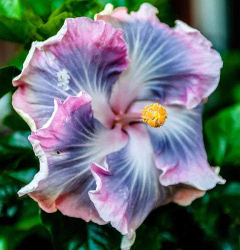 20 Blue Purple Hibiscus Seeds Hardy Perennial Flower Tropical