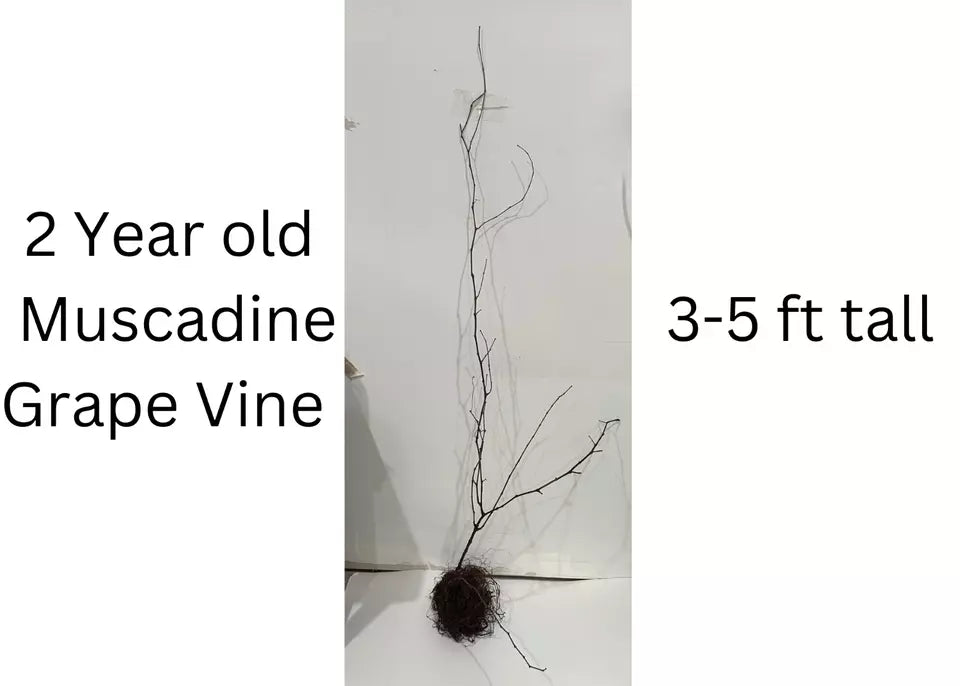 2 Darlene Muscadine Grape Vine Bare Root Live Plants 2Years Old Bare Root