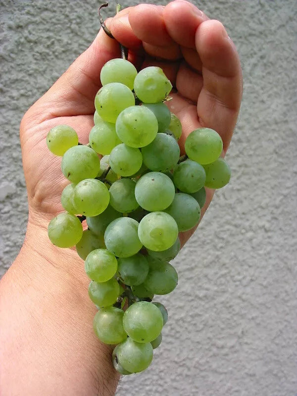 2 CAYUGA Live Wine Grape Vine Plants 1-2 yr Old