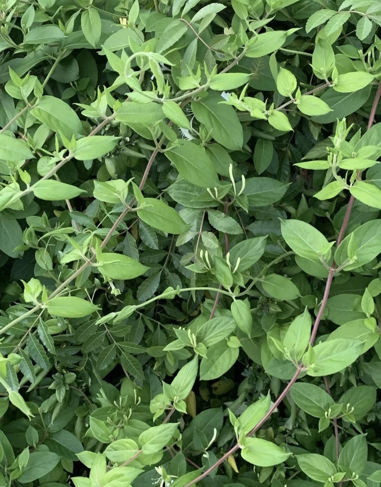 Live Rooted Honeysuckle Vine Plant - White Yellow Flowers - Lonicera japonica - Fast-Growing Perennial for Trellises and Fences