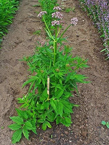 Live Valerian Plant - Organic - Valeriana officinalis - Established Roots, Sprouted Leaves - Perennial Herb for Garden