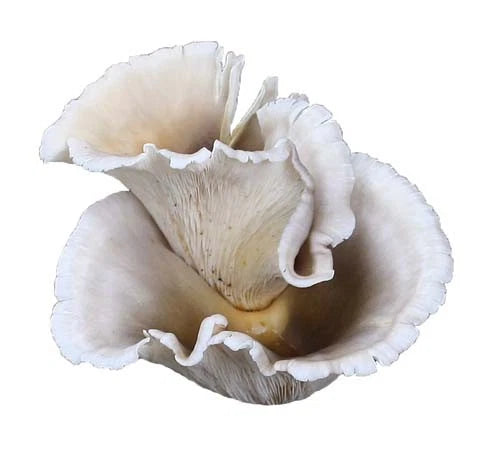 Ghost Fungus Liquid Culture Syringe 10cc - Omphalotus Nidiformis Mycelium for Mushroom Cultivation