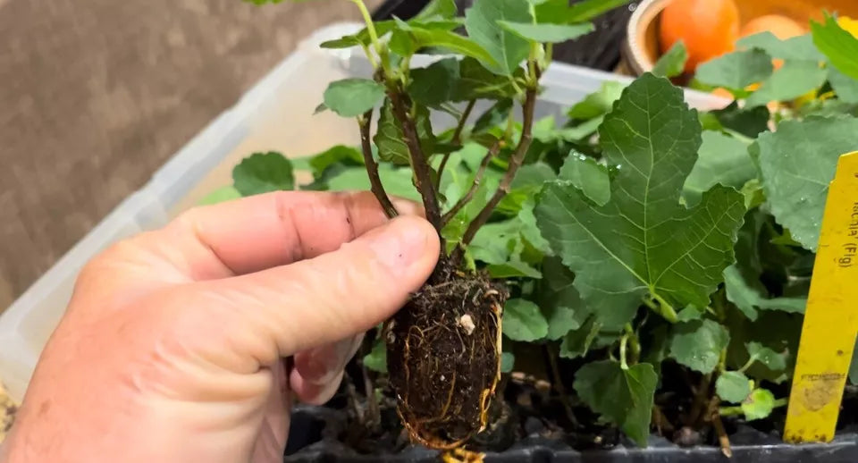 ONE Live Well Rooted STARTER Plant Ischia Fig - Ficus carica