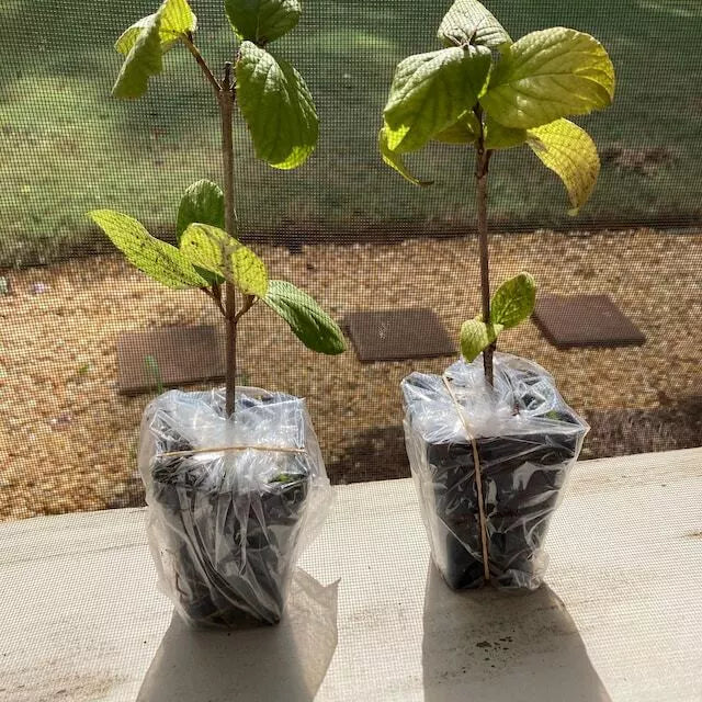 2 Koreanspice Viburnum Shrubs, Arrowwood, 6-8" Tall Viburnum Carlesii