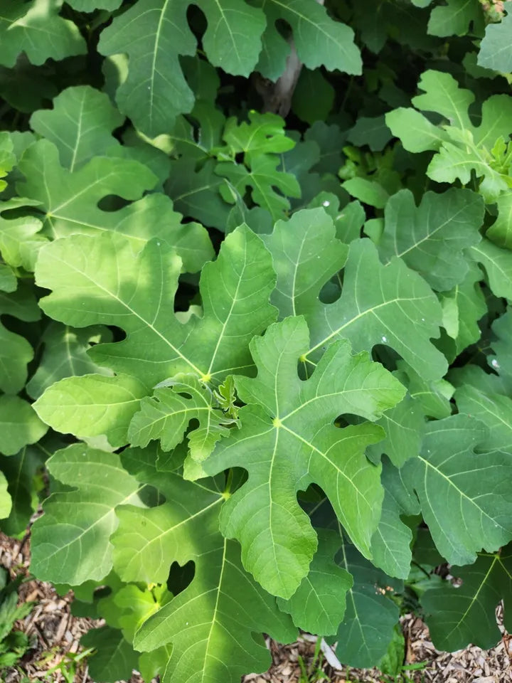 ONE Fig Unrooted Cutting "Ronde de Bordeaux"