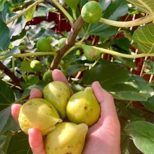 Ischia Fig Tree Self pollinating Hardy 15” Tall Had fully Roots With 5 " Pot