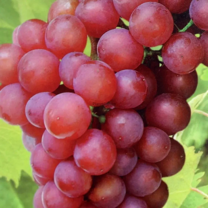 (1) EINSET Live Seedless Grape Vine Plant 1-2 yr Old