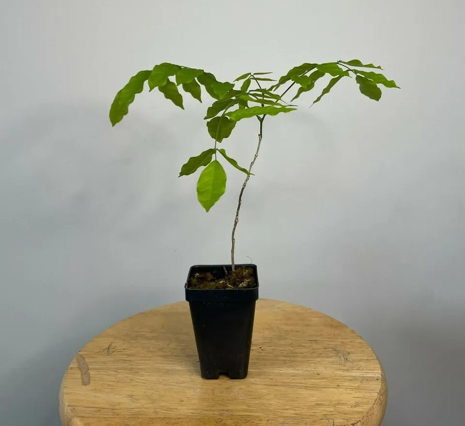 Purple Wisteria Tree 6-12" Tall Live Plant 2.5" Pot Wisteria sinensis