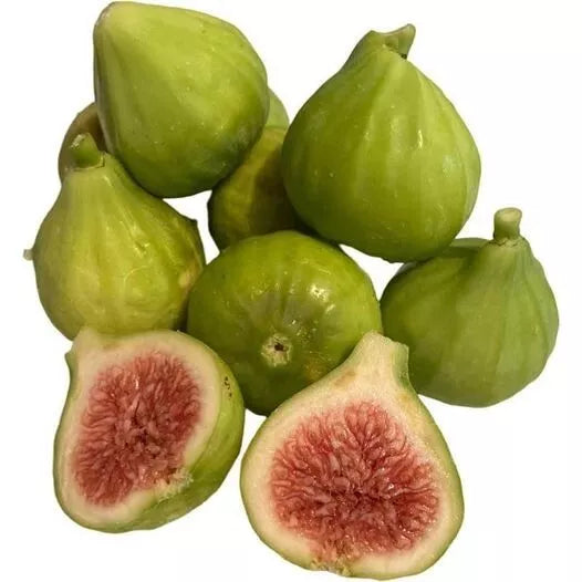 4 Starter Plants Fig Trees "Yellow Long Neck"
