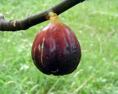 Fig Tree Ficus Carica 'Magnolia'