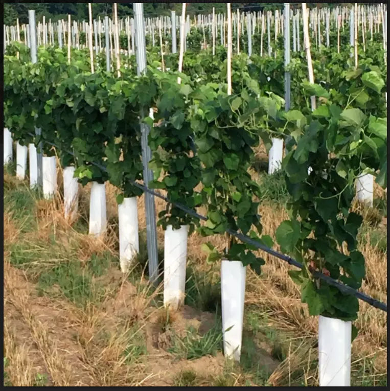 2 Bare Root Live Plant GRATITUDE Seedless Grape Vine