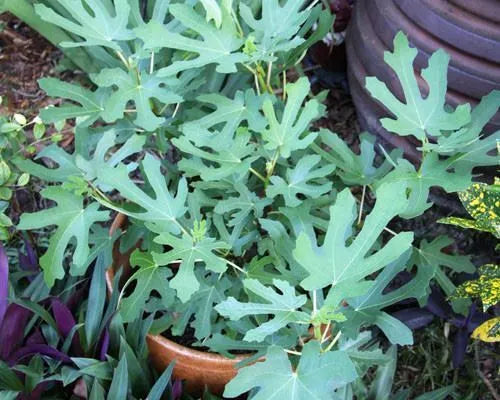 Fig Tree Ficus Carica 'Magnolia'