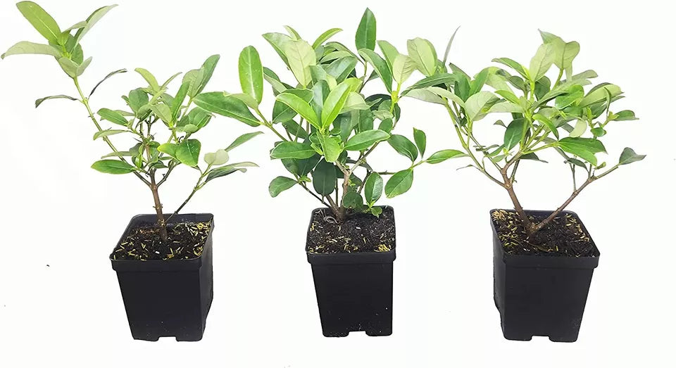 3pcs Sweet Viburnum Odoratissimum Live 4 Inch Pots Evergreen Privacy Hedge Shrub