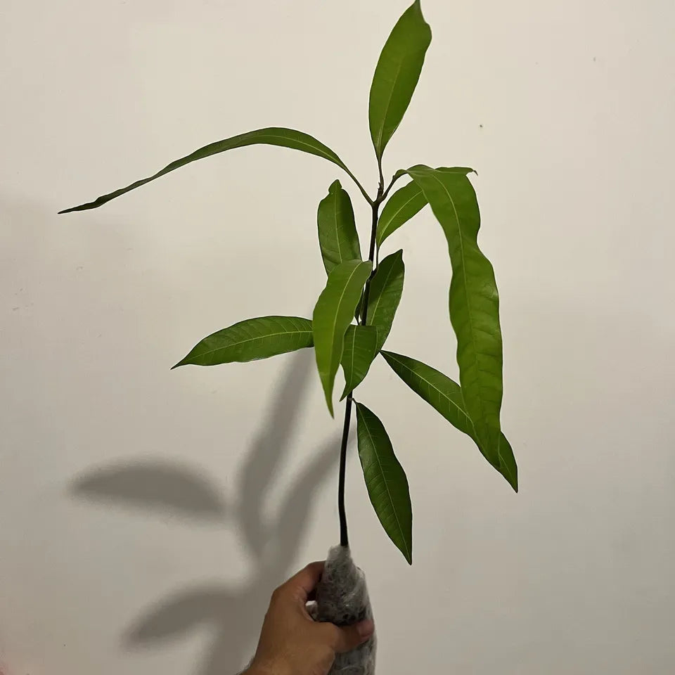Mango Mahachanok (mangifera) Tropical Fruit Tree 12”-24"