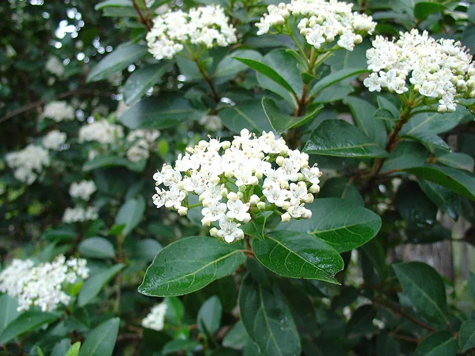 5pcs Sweet Viburnum Odoratissimum Live 4 Inch Pots Evergreen Privacy Hedge Shrub