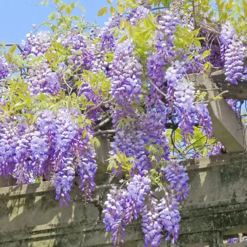 10 Seeds Wisteria Flower