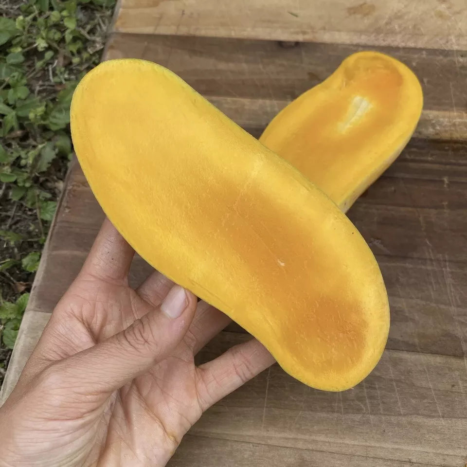 Mango Mahachanok (mangifera) Tropical Fruit Tree 12”-24"