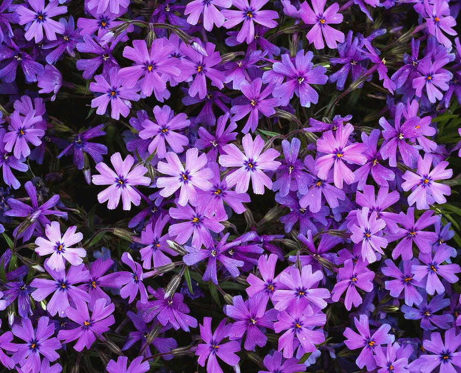 25 Plants in 3-1/2 Inch Pots Creeping Phlox Purple Beauty