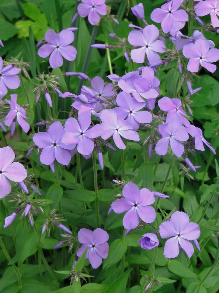 25 Plants in 3-1/2 Inch Pots Creeping Phlox Purple Beauty