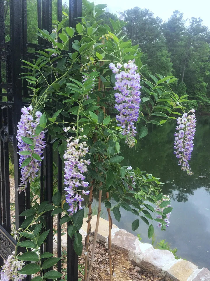 1 Japanese Wisteria (W. floribunda) 1-2 Ft Tall Wisteria Queen of Vines Grafted