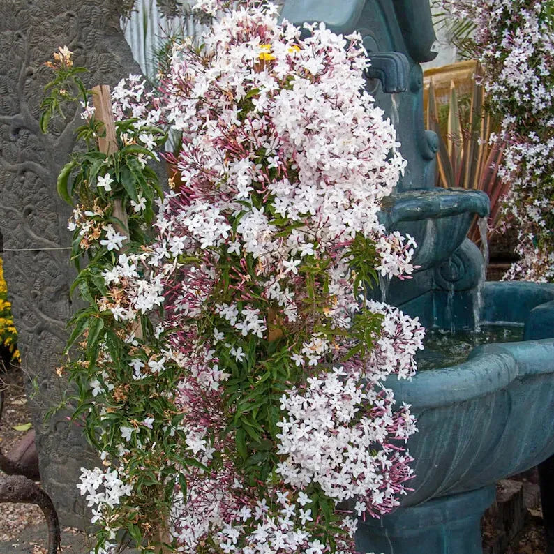 Live Jasmine Plant 2" Pot Mini Starter Plant