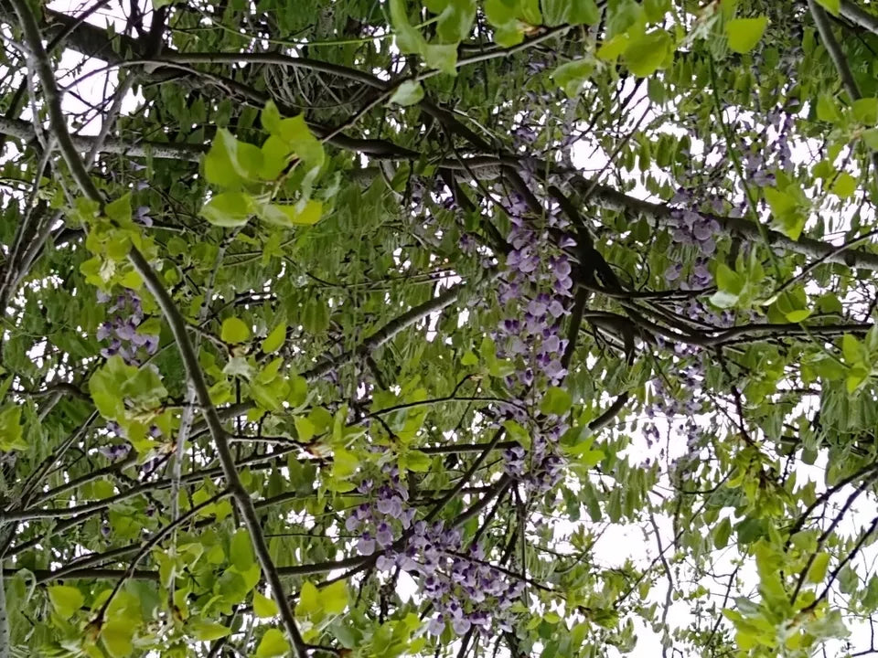 7 Beautiful Unrooted Purple Wisteria Cuttings 5-9"