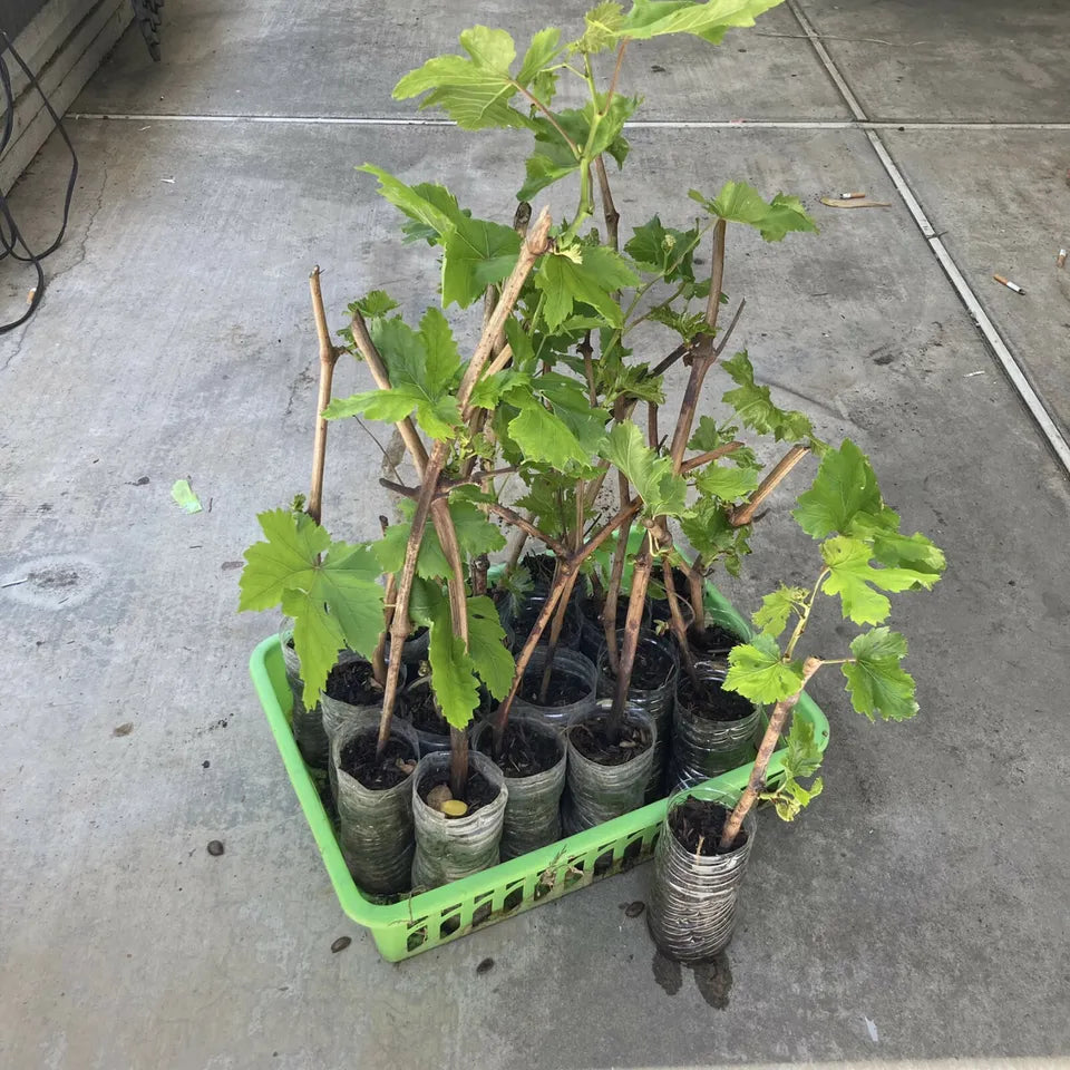 1 ROOTED PLANT Organic Red Catawba Vitis Labrusca Wine Juice Jelly Grape Vine